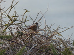 FZ010303 Dunnock (Prunella modularis) on bramble branch.jpg